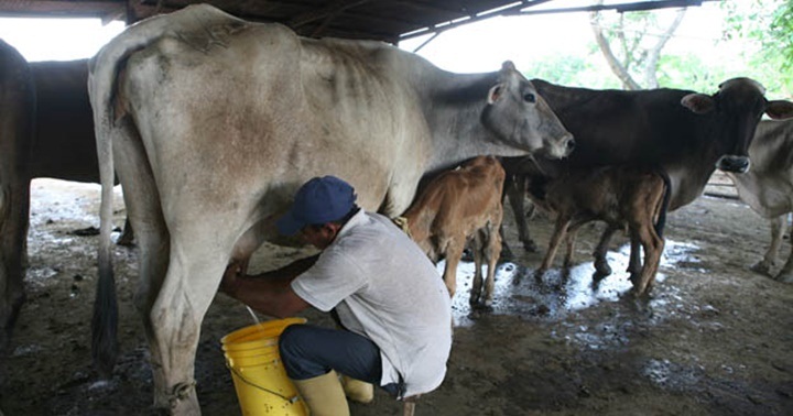 Por debajo a lo fijado en la OMS: Venezuela consume unos 50 litros de leche por persona al año