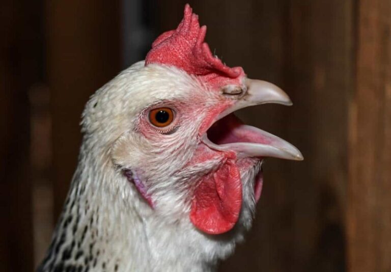 Condenan a un hombre por abusar sexualmente de una gallina en Paraguay
