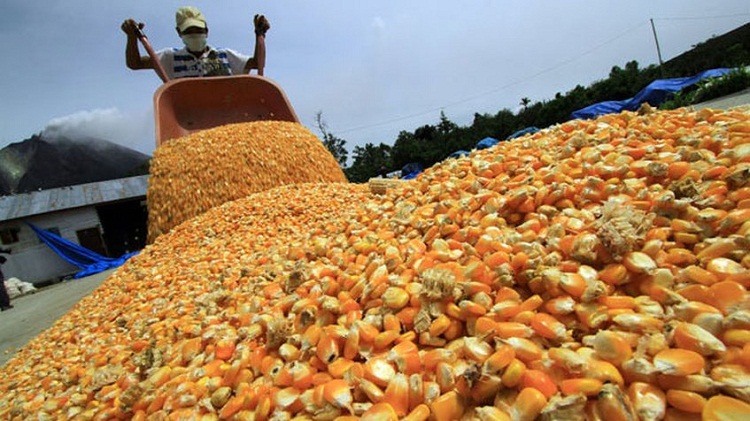 Fedeagro prevé un aumento de los precios del maíz por la guerra en Ucrania