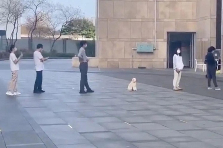 Perrito que respeta la fila se hace viral (Vídeo)