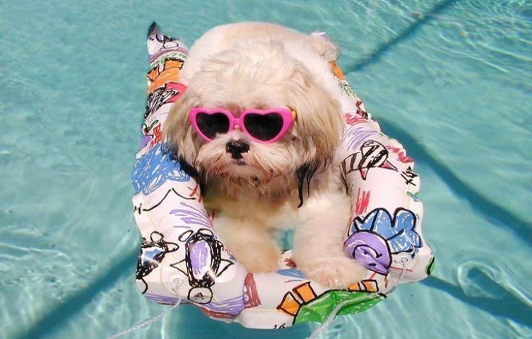 En Caracas ahora se organizan «pool party» para perros