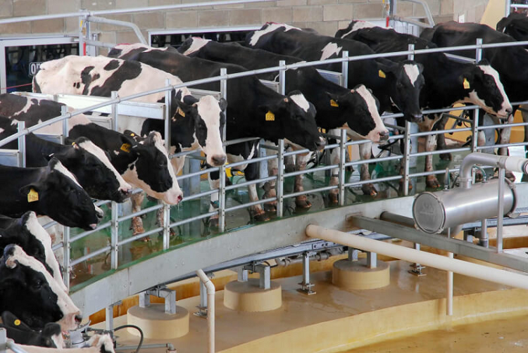 Cavilac: La industria láctea en Venezuela se mantiene entre un 20% a 25%