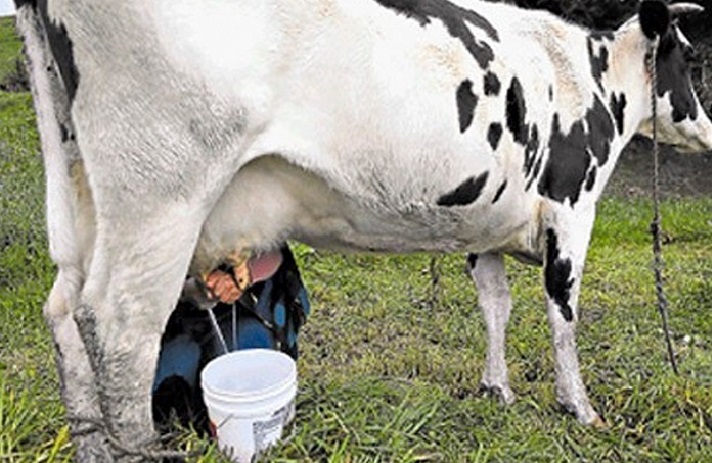 Zulia | Ganaderos estiman una producción de 100 mil litros de leche al día