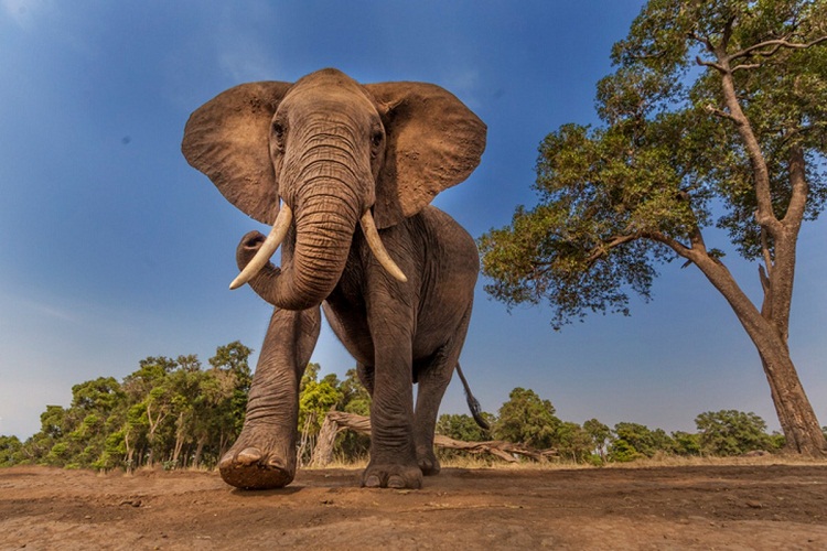 Científico colombiano murió aplastado por un elefante en Uganda
