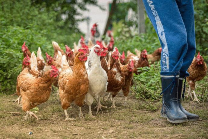 EE.UU. detecta caso de gripe aviar en humano