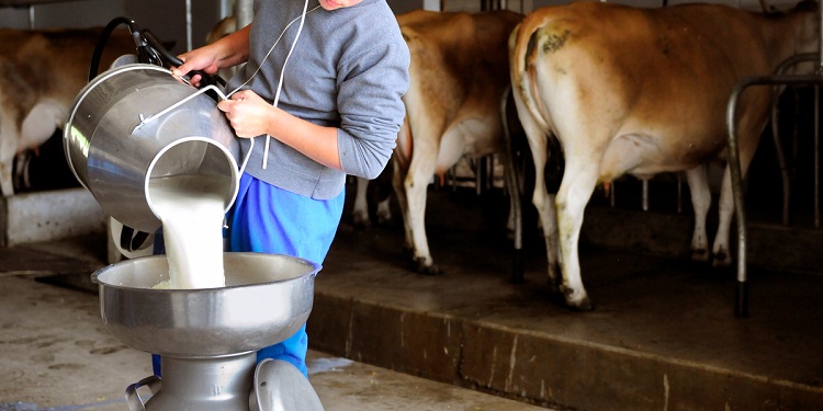 FALCÓN| 250 ganaderos a punto de perder 8 mil kilos de queso y toneladas de carne por falta de combustible