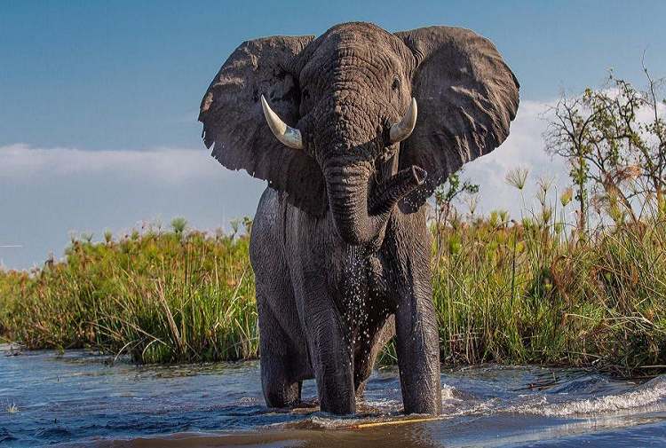 Maltrato animal: cazador pagó 50 mil dólares para matar a un elefante único en el planeta
