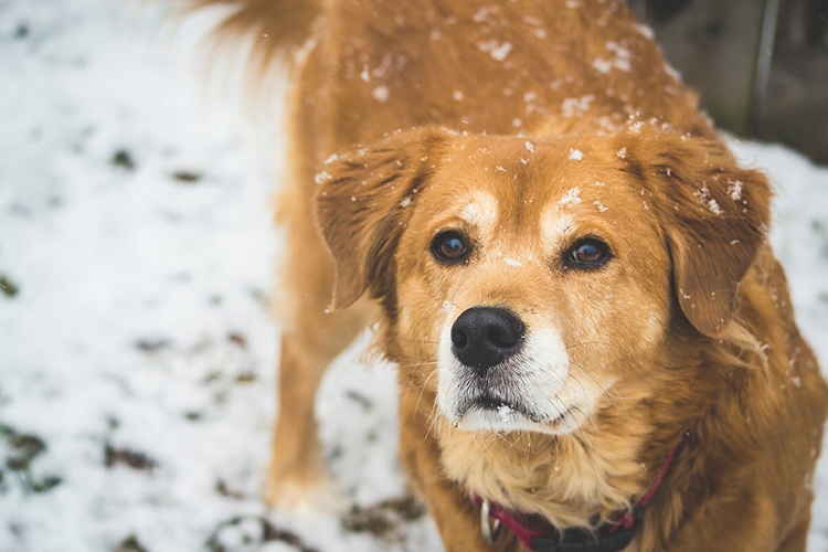 Tres perros salvan a un hombre accidentado: Lo cubrieron para protegerlo del frío