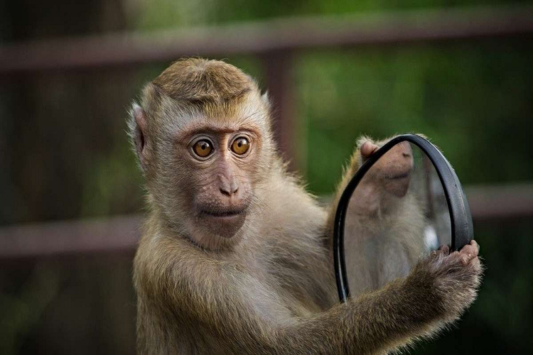 Juicio en India tuvo que ser detenido porque un mono se robó la evidencia