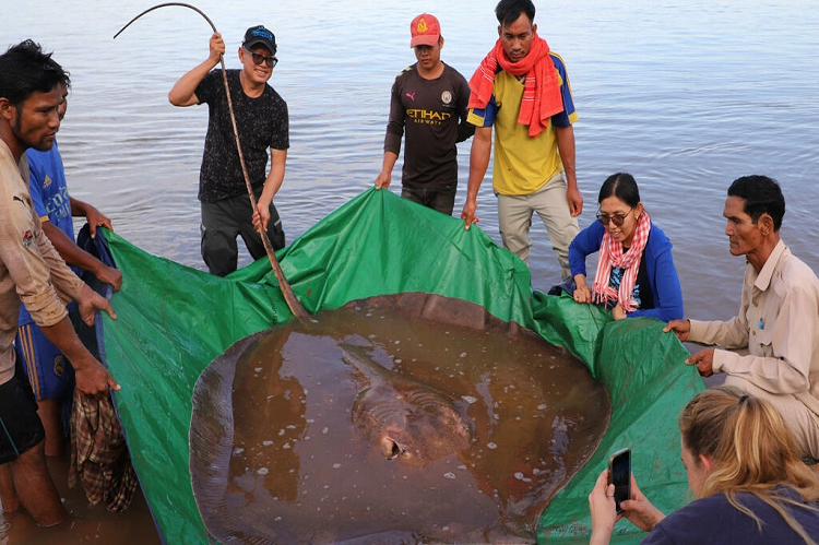 Pescadores capturaron una raya gigante de cuatro metros de largo