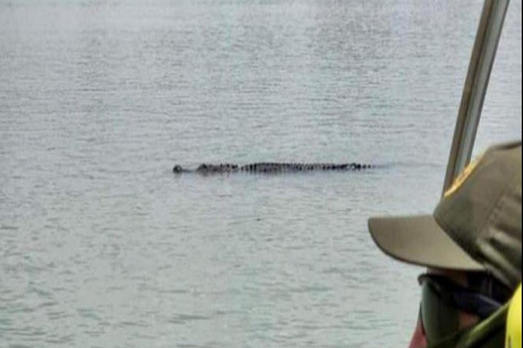 Otra traba para los migrantes: Advierten presencia de cocodrilos en el Río Bravo 