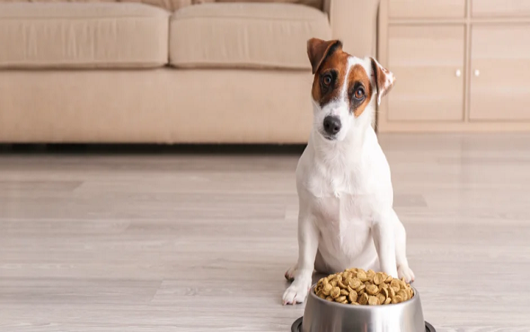 Estudio establece cuántas veces al día deben comer los perros