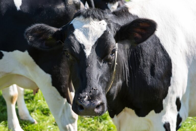 Denuncian brote de tuberculosis en vacas en Apure