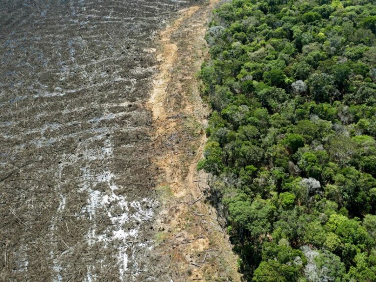 Deforestación de la Amazonia brasileña alcanza un récord 