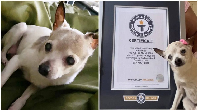 Récord Guinness: Pebbles, de 22 años, es la perrita más vieja del mundo
