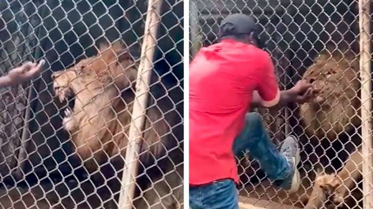 León le arrancó dedo a cuidador de zoológico que lo molestaba para divertir a espectadores