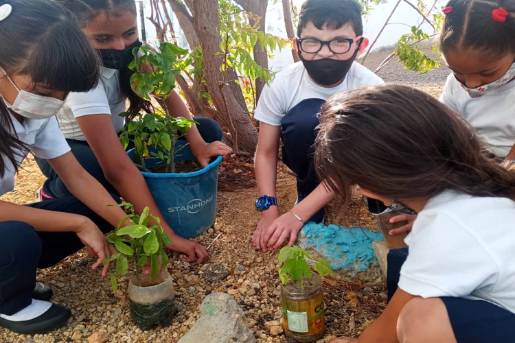 Punta Cardón: Escuela Santiago Davalillo realiza jornada de siembra de árboles por su día