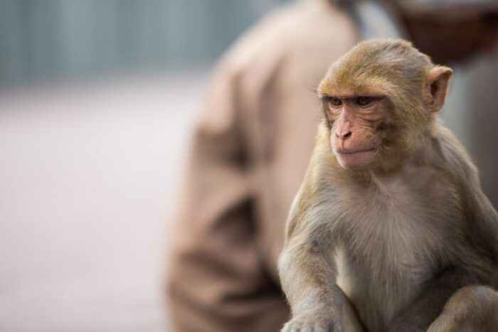 OMS: Viruela del mono no está ligada al colectivo LGBTQ