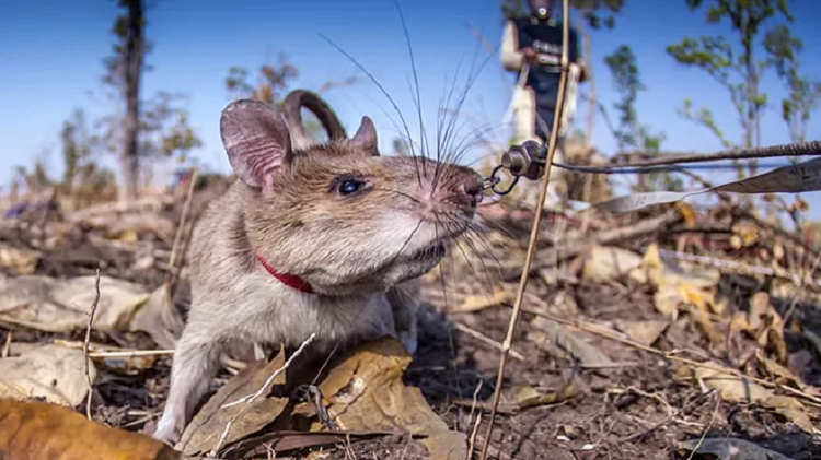 Entrenan a ‘ratas heroicas’ para ayudar en la búsqueda y el rescate en terremotos