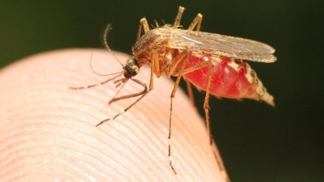 Alarmante cifras de casos de malaria en el occidente de Falcón 