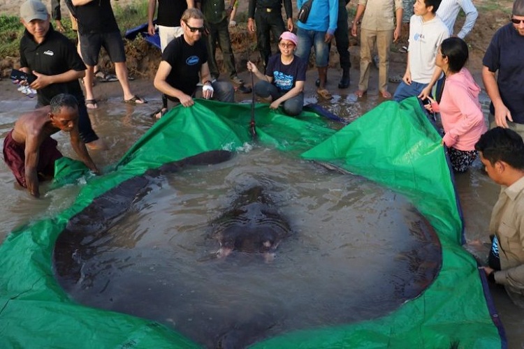 Liberan en Camboya a la mantarraya más grande del mundo