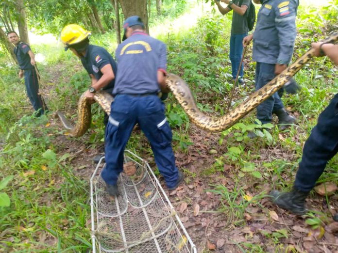 Rescatan a una anaconda en canal de riego en Barinas