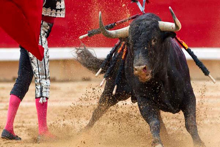 MP prohibió las corridas de toros en Carora