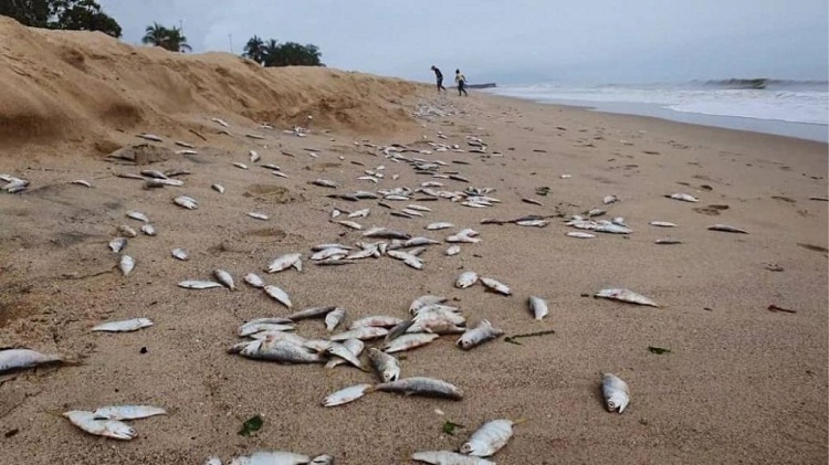Miles de peces muertos aparecen en playas de Puerto Píritu