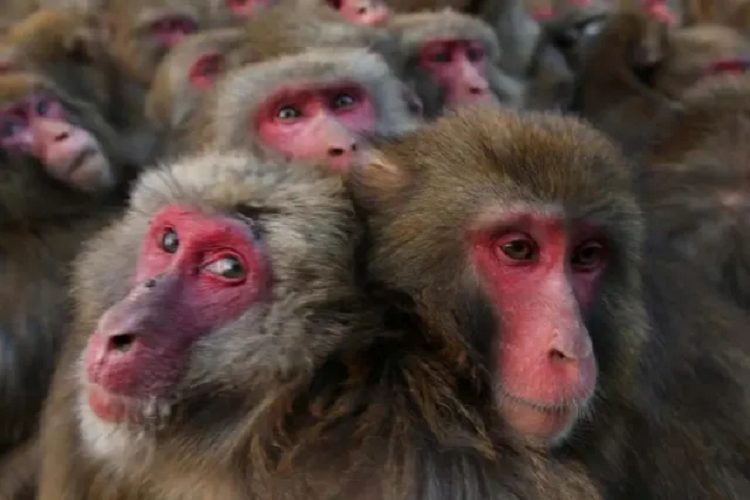 Capturan y matan en Japón a miembro de la banda de monos que aterrorizó a un pueblo