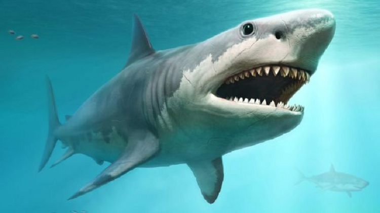 Dos turistas mueren en ataque de tiburón en Egipto
