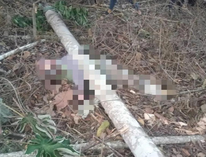Hombre pierde la vida tras ser aplastado por un árbol en Trujillo