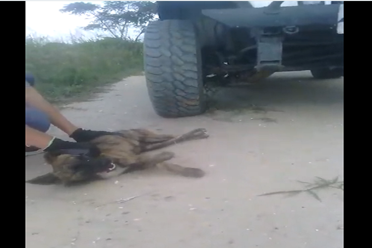 Presos por torturar y matar a una mascota pasándole por encima un Jeep Wrangler