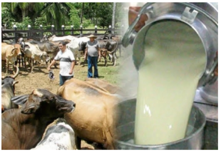 Convecar renueva directiva con la meta de aumentar la producción de carne y leche en el país