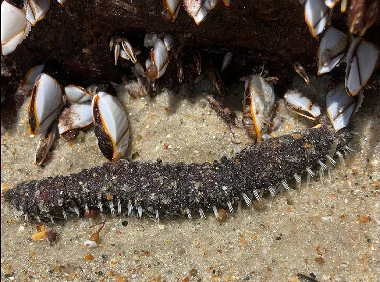 Hallan misteriosa criatura en playa de Carolina del Norte