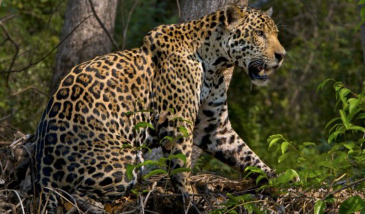 Un venezolano grabó el momento en el que se topó con un jaguar en la selva del Darién