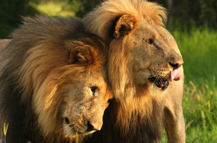 Joven fue devorado por dos leones en la India