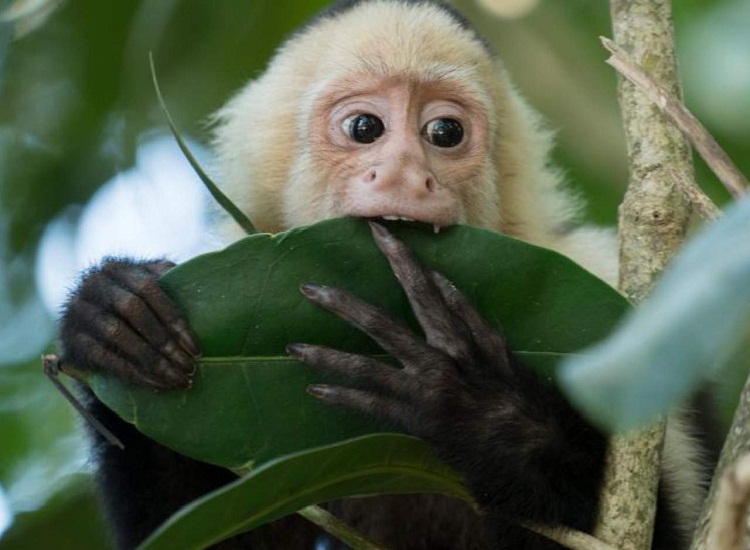 Brasil: Mono capuchino roba en las casas armado con un cuchillo (Vídeo)