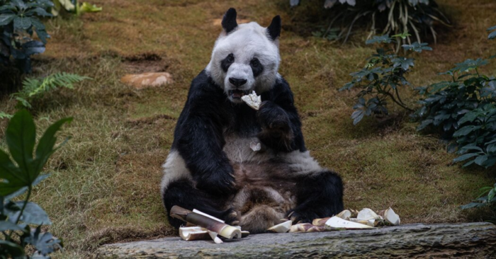 Fallece An An, el panda gigante macho más viejo del mundo