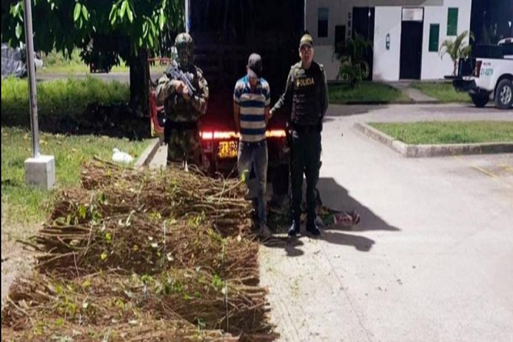 Un venezolano fue detenido con 500 kilos de semilla de coca en Colombia
