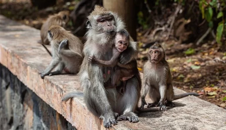 OMS denuncia agresión contra primates en Brasil por miedo a contagios con la viruela del mono