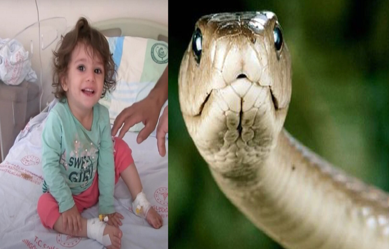 Niña de 2 años es mordida por una serpiente, pero se salva tras devolverle el mordisco