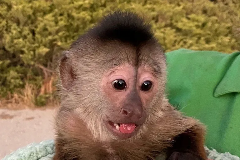 Un mono capuchino llamó al 911 y desató un operativo policial en un zoológico