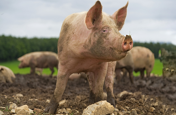 Estudio: logran detener la descomposición de órganos y restablecer la función celular en cerdos después de la muerte