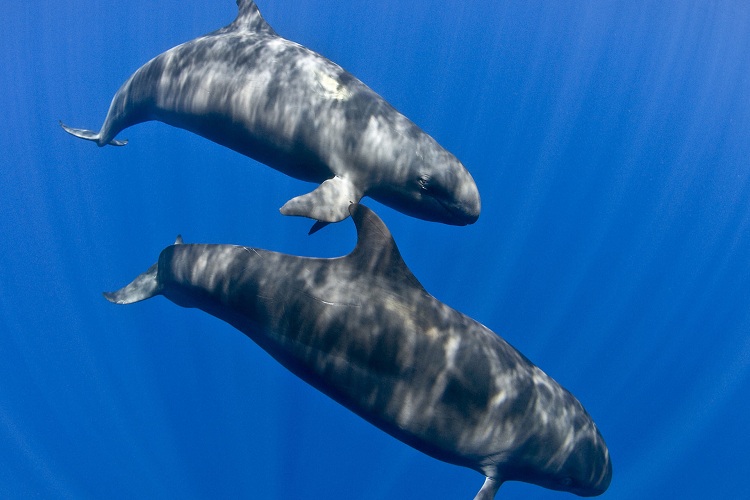 Un numeroso grupo de falsas orcas fueron vistas en Chichiriviche (+Video)