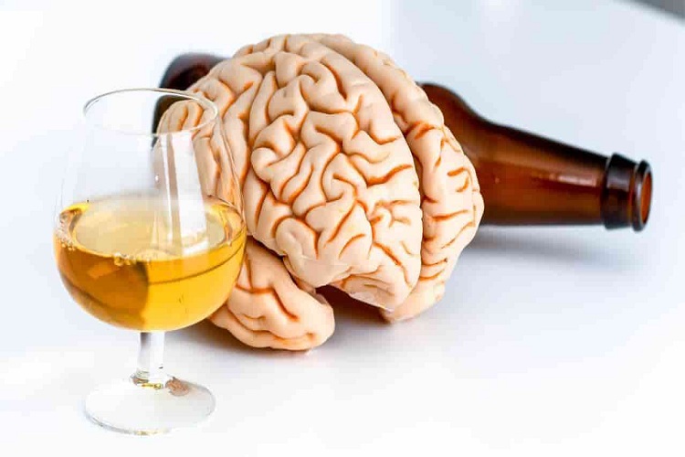 Estudio: Un solo trago de alcohol altera las neuronas para siempre