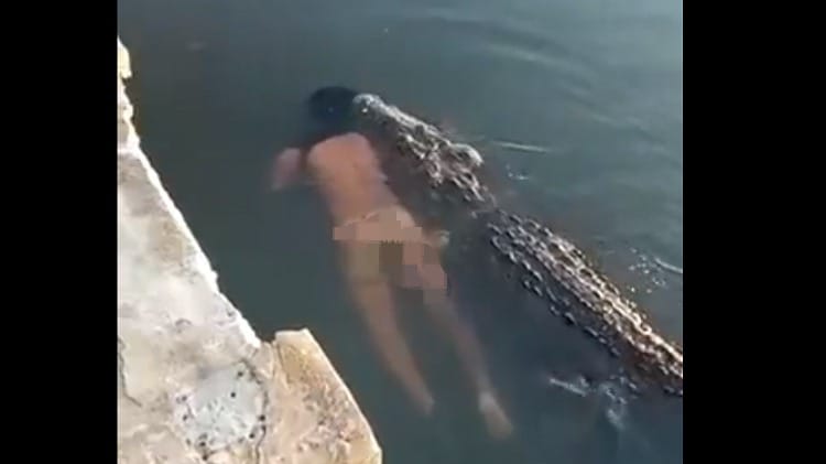 EN VÍDEO: Captan a cocodrilo «paseando» con cadáver en una laguna de Tamaulipas
