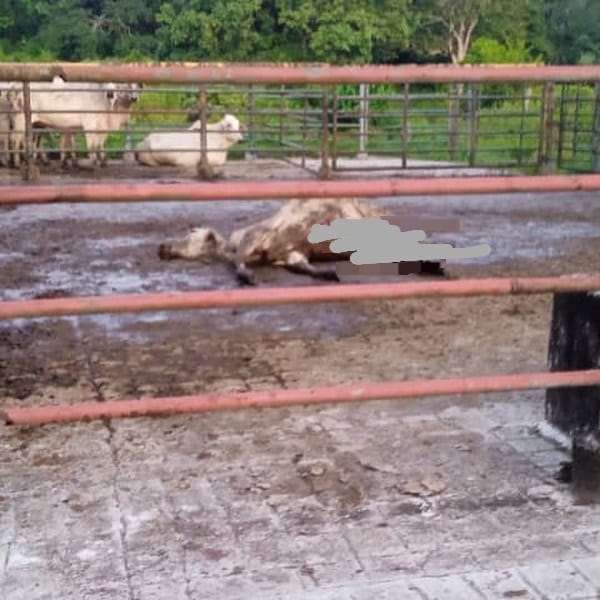 Mataron animales y hurtaron implementos en facultad de veterinaria de la UCV Yaracuy