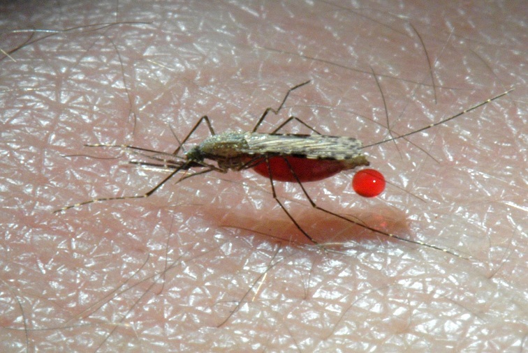 Advierten ascenso de casos de paludismo en Apure