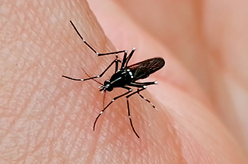 Falcón cuenta con pocos insecticidas para combatir el dengue