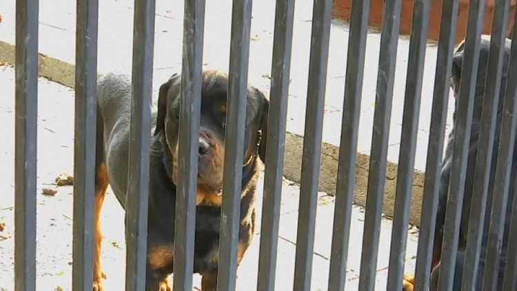 Rottweilers atacaron a niña y cuidadora venezolana en Chile